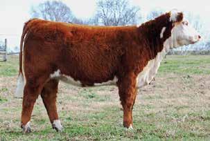 This heifer will not disappoint in the showring and in the pasture. Futurity nominated.