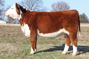 She brings the showiness of Moxy and the maternal power of Milsap. Combine that with the power of Velvet Devee and you have a truly complete heifer.