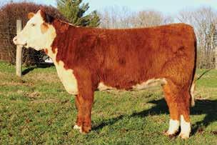 02 4036 is a heifer sired by 2-time National Champion Bull, Endurance. Her dam is a good uddered Holden cow.