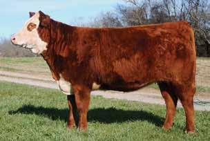 05 This deep bodied heifer has the look of a top brood cow. She is backed by seven generations of outstanding Coley dams.