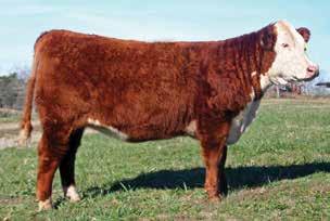 Consigned by Coley Herefords and Bonnie Coley-Malir Lot 43 RF Dominette 4016 43 RF DOMINETTE 4016 43576199 Calved: Oct.