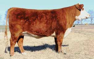 07 This is one of our best heifers from our replacements sired by 144Y, a Line 1 bull used in the Churchill program. This female is bred for performance and production.