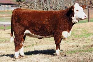 This heifer offers a long line of proven performance in the pasture with tremendous capacity that is necessary to reproduce every year. OCV Bred Dec. 21, 2015, to CL 1 Domino 9125W 1ET.