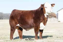Times Up is quickly making some noise in the Hereford world! His progeny have topped sales all across the country. We think this mating is a true home run!