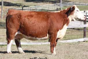 007; REA 0.43; MARB 0.06 Sired by NJW R125 67M Radar 71T, 1550 is destined to be a great brood cow prospect. Don t miss this sound, high performing female.