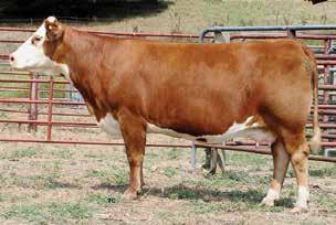 7; WW 47; YW 74; MM 32; M&G 56; MCE 1.6; SC 0.9; FAT -0.004; REA 0.77; MARB 0.08 X444 is a great uddered, heavy milking Sonora daughter that has been a great producer for us.