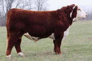 Moderate framed, short haired, athletic, thick, dark red bull with ample bone and nice rib shape. He should add pounds to your calves, easy to calve with maternal all over this pedigree.