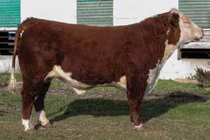 Consigned by Martin Polled Herefords 2 GHF 21N MR MONUMENT 1411 43563573 Calved: April 2, 2014 Tattoo: BE 1411 MH MONUMENT 3147 {SOD}{CHB}{DLF,HYF,IEF} MH DAKOTA 0230 {SOD}{CHB}{DLF,HYF,IEF} MH