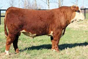 483 is a long sided, powerfully constructed bull that brings forth the power, rib and red meat demanded in today s market.