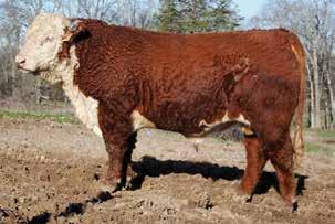 4; WW 55; YW 90; MM 29; M&G 57; MCE 2.5; SC 1.1; FAT -0.047; REA 0.69; MARB -0.01 If you are looking for a herd bull, this is your guy.