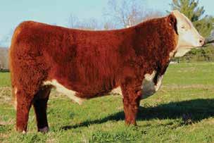 1; WW 57; YW 98; MM 28; M&G 56; MCE 0.8; SC 0.9; FAT 0.033; REA 0.52; MARB 0.37 7B is a very smooth, clean son of national champion bull NJW 73S W18 Hometown 10Y ET. A hard to beat pedigree.