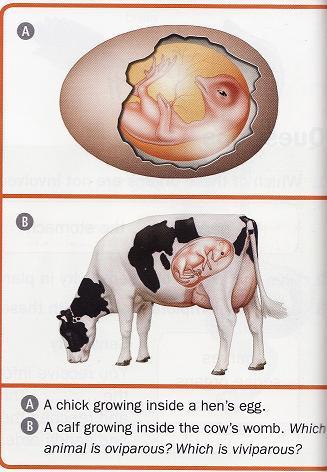 HOW ARE ANIMALS BORN? All animals are born. They can be oviparous or viviparous. Oviparous animals are born from eggs. The female lays the eggs.
