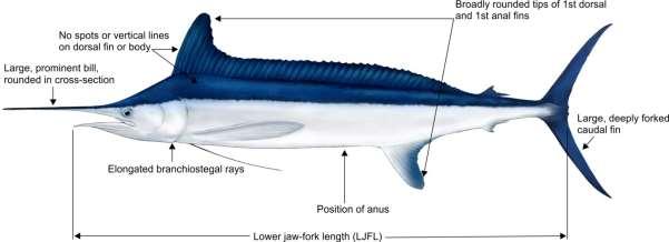 2. Identification Figure 1. Drawing of adult roundscale spearfish by Les Gallagher (Les Gallagher: fishpics), with annotated prominent features.