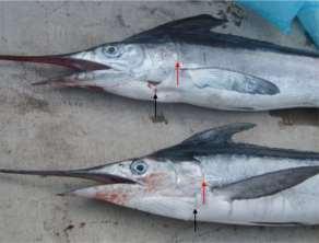Colour: Dark blue dorsally, brownish-silvery-white laterally, and silvery-white ventrally. No vertical barring. First dorsal fin membrane bluish-black, with no spots.