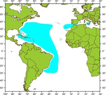 Figure 4. Presently known geographical distribution of roundscale spearfish based on verified observations. 4.b Populations/Stock structure Landings of roundscale spearfish have been traditionally combined by ICCAT with those of Atlantic sailfish, Mediterranean spearfish, and the longbill spearfish.