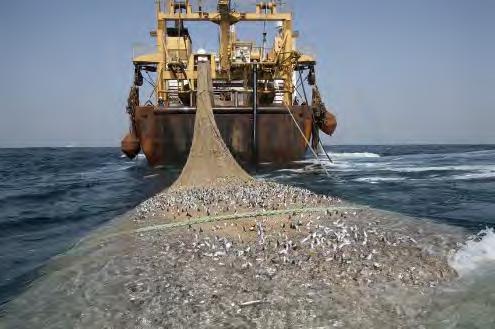 State of fish stocks Fish accounts for 17% of the global population s intake of animal protein.