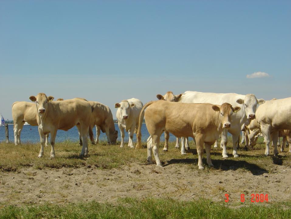 is to make a superior breed even better by developing homozygotic polled animals
