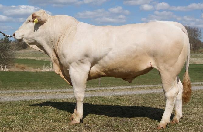 Breeding material from BABS PolledBlonde We herewith have the pleasure to publish our consolidated list of semen.