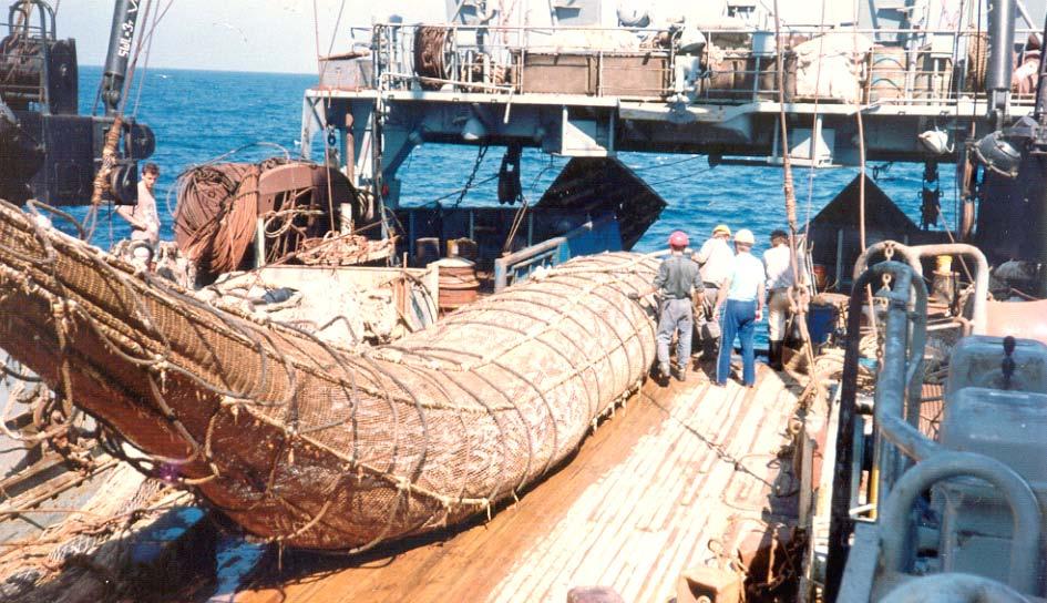 Fig. 3 A catch of 22 tonnes of horse mackerel (Megalaspis cordyla), obtained during aimed midwater trawling, off west coast of India As there is intense concentration of effort in the bottom trawl
