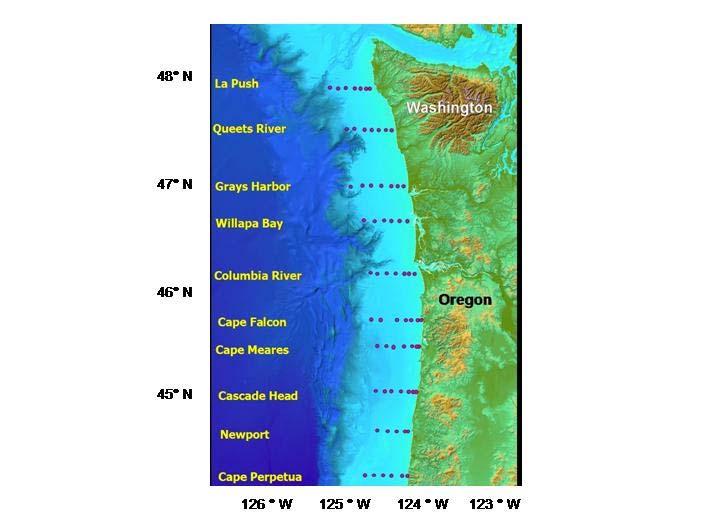 Spatial and temporal scale of plankton, salmon and pelagic fish sampling Sample in May, June and September (50 stations) since 1998 Sample Columbia River and Willapa Bay every 10 days from April