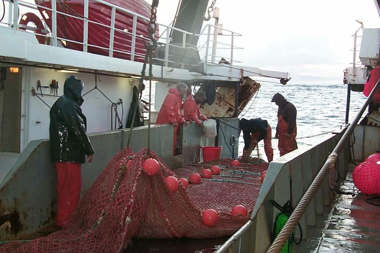 Sampling Methods Sample fish with a NET 264 rope trawl: 20 m high x 30 m wide x 200 m
