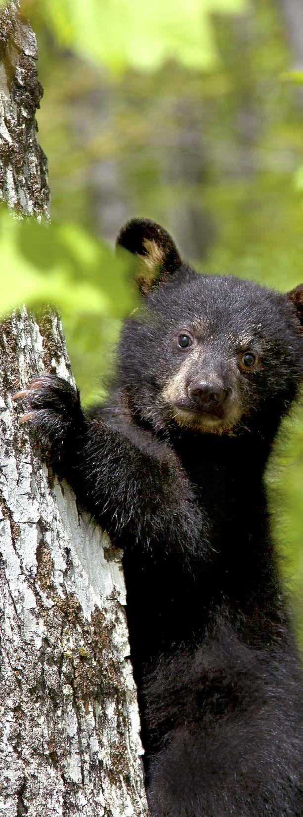RS Rehabilitation and research offer insights into bear behavior by Benjamin Kilham Black bear cubs weigh less than a pound when they are born in the dead of winter.