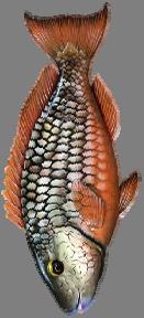 Triggerfish Grouper Snapper Jacks 40,387