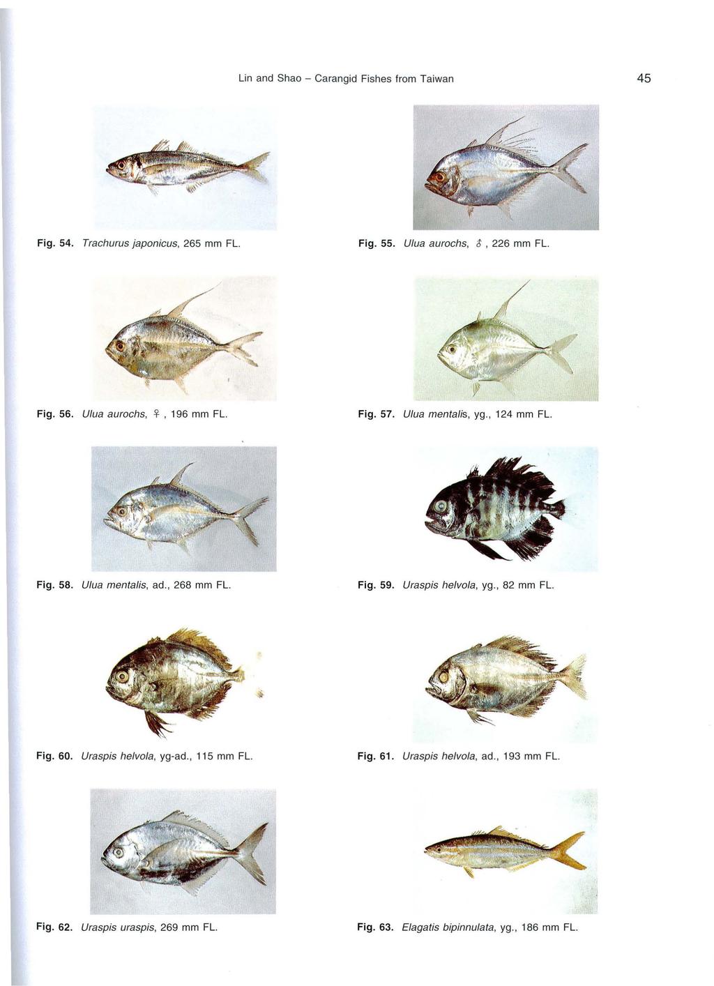 Lin and Shao - Carangid Fishes from Taiwan 45 Fig. 54. Trachurus japonicus, 265 mm FL. Fig. 55. Ulua aurochs, 6, 226 mm FL. Fig. 56. U/ua auroc hs,!f, 196 mm FL. Fig. 57. U/ua mentalis, yg.