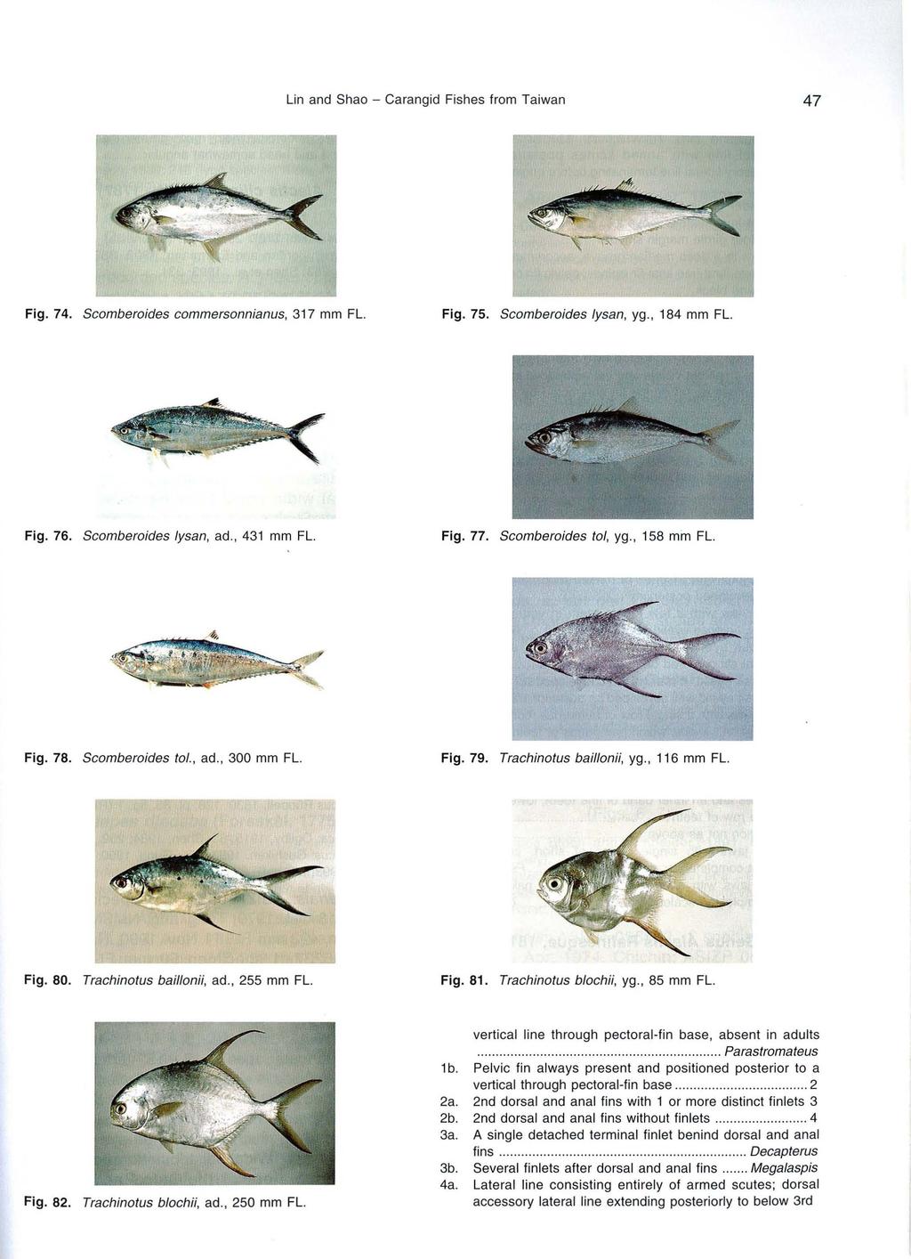 Lin and Shao - Carangid Fishes from Taiwan 47 Fig. 74. Scamberoides cammersa nnianus, 317 mm FL. Fig. 75. Scamberaides Iysan, yg., 184 mm FL. Fig. 76. Scamberaides Iysan, ad., 431 mm FL. Fig. 77.