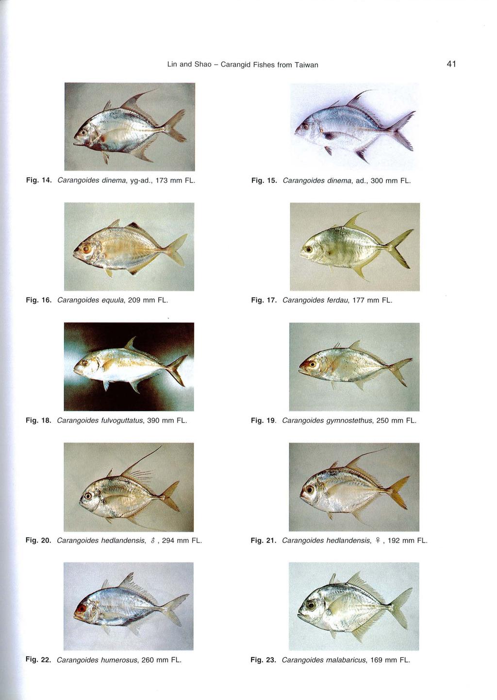 Lin and Shao - Carangid Fishes from Taiwan 4 1 Fig. 14. Carangoides dinema, yg-ad., 173 mm FL. Fig. 15. Carangoides dinema, ad., 300 mm FL. Fig. 16. Carangoides equula, 209 mm FL. Fig. 17. Carango ides ferdau, 177 mm FL.