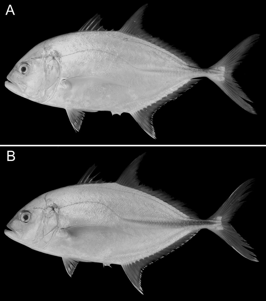 Two Carangid Fishes from Japan 225 Fig. 1. A, Caranx heberi (Bennett, 1830), KAUM-I. 1098, 233.0 mm SL, Kasasa, Kagoshima, Japan; B, C. papuensis Alleyne and Macleay, 1877, KAUM-I. 1097, 206.8 mm SL.