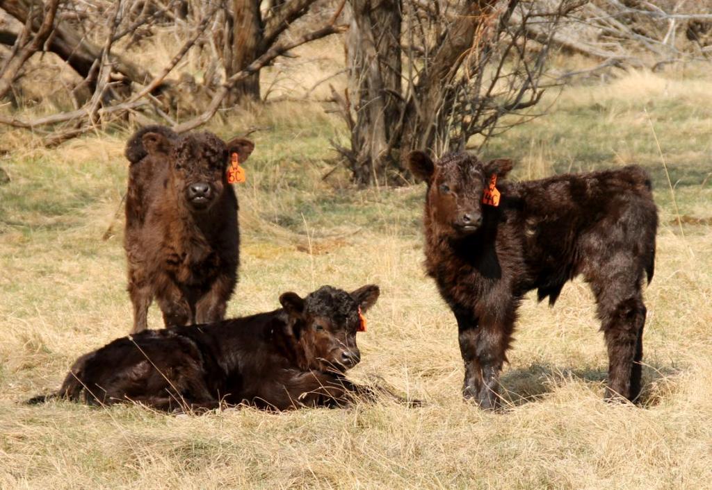 BRASS RING GALLOWAYS TERRY, MT 406-635-2114 brgalwap@midrivers.com Most of the calves here are on the ground now and ready to be seen!
