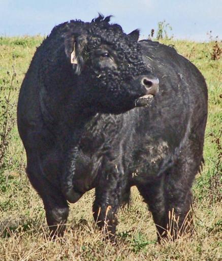 Galloway Cattle The Galloway breed has been in North America for over 150 years.