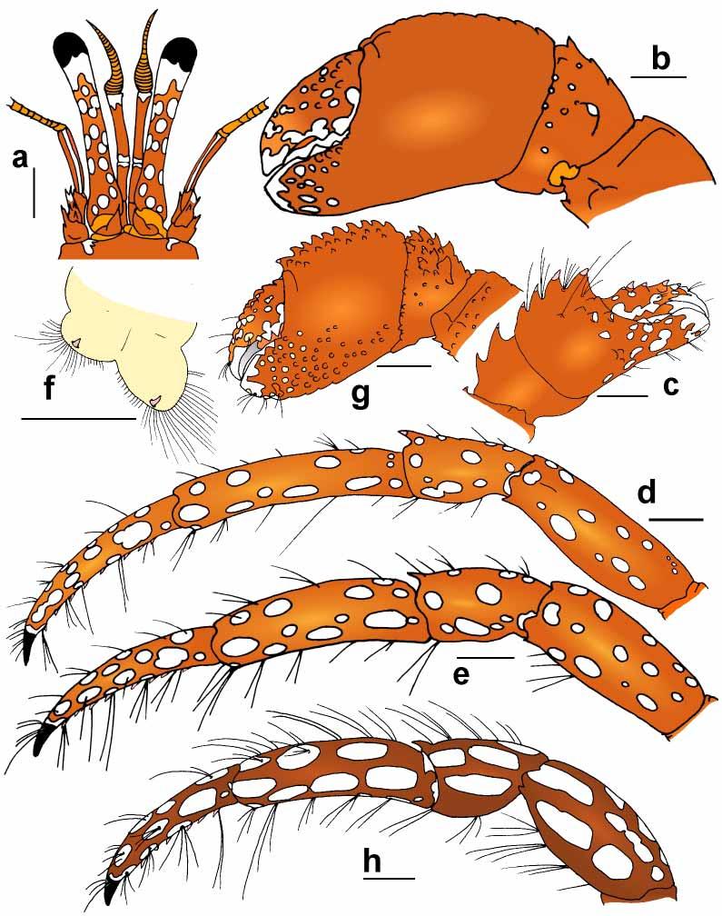 ZOOTAXA FIGURE 2. Calcinus albengai n. sp.: a f, holotype % 3.8 mm, Marotiri Isles (MNHN Pg 6359); g, paratype ov. & 3.0 mm, Neilson Reef, 150 m (MNHN Pg 6361); h, % 3.