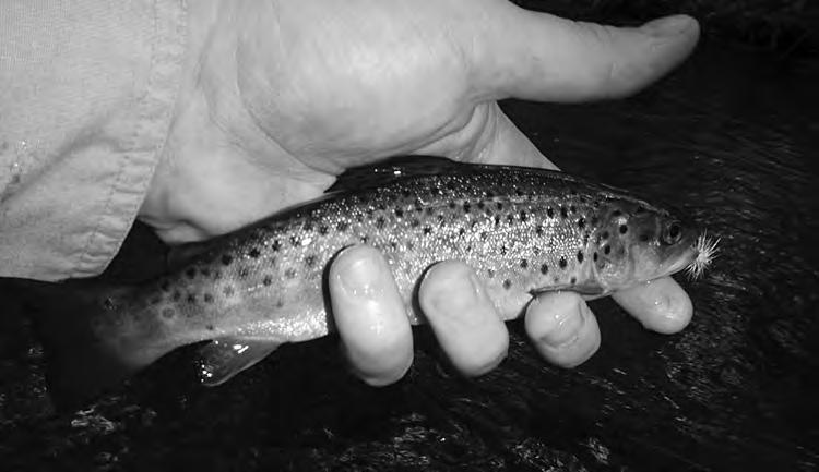 FLY FISHING FAIRFIELD COUNTY Wild brown trout in the Norwalk River continue to spawn and survive despite the many pressures from development and pollution. railroad tracks.