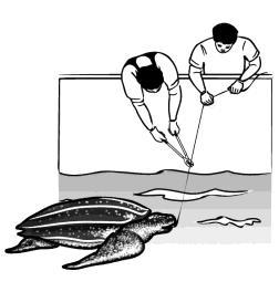 WCPFC Guidelines for the Handling of Sea Turtles If a turtle is caught, the following steps should be taken to give it the best possible chance of survival.