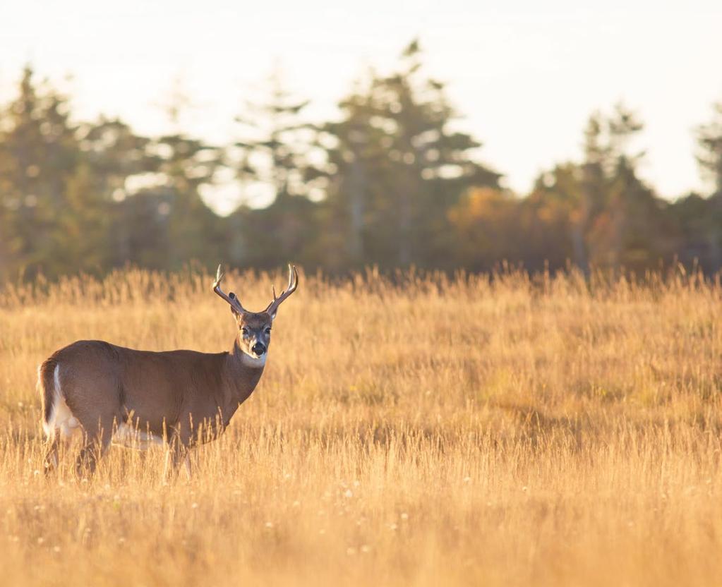 WHITE-TAILED DEER HUNTING - SÉPAQ ANTICOSTI THE DEER ISLAND 2 DEER /HUNTER (male, female or fawn) 59,4 * km 2 TERRITORY /4 HUNTERS EUROPEAN PLAN (EP) PACKAGE Without guide 5 nights, 4 days of hunting