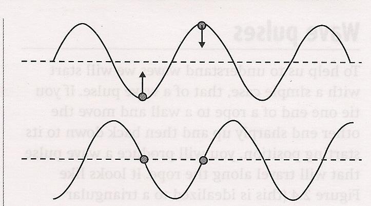 Transverse and Longitudinal Waves Transverse waves in which the disturbance is at