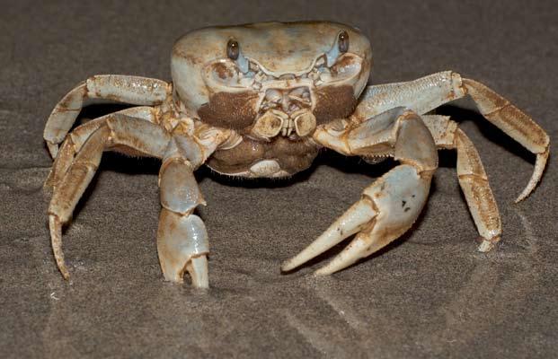 water land crabs, those species that can live and reproduce well away from permanent water sources.