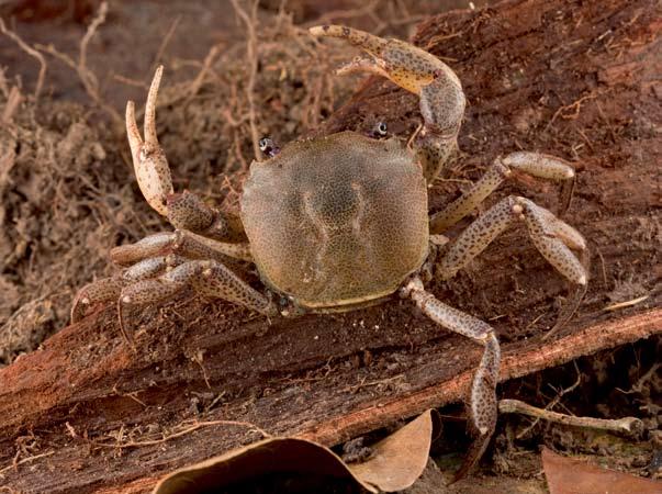 Freshwater crabs have long legs and small bodies that make it easy for them to move through vegetation or climb trees. Sylviocarcinus pictus, photographed by Piotr Naskrecki.
