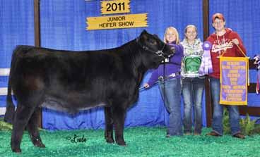 KJSG OHIO MV Ranney 400X was most recently named the Reserve Grand Champion Female and Champion Bred and Owned Female of the 2011 NAILE Gelbvieh Show.