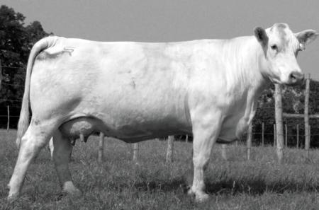 39 This March show heifer prospect is a full sister to the 2009 Grand Champion heifer at the Kentucky State Charolais Show. Her sire is a maternal brother to the popular SR/NC Field Rep 2158 P ET!