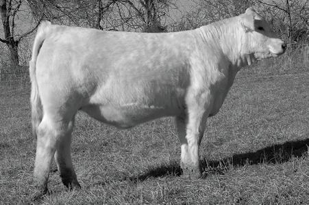 1 This fantastic show heifer will make more than one or two breeders shutter. She will show anywhere and compete.