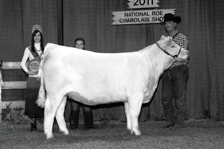 The dam of these embryos is the dam of the 2009 National Champion Charolais Bull SVY Worldwide Pld 621S! These will be fun to have hit the ground.