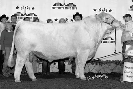 Consigned by Wolfridge Land & Livestock, Clint Hall 2 Many breeders will like this mating from the outcross Hoodoo sire and the 2010 Reserve Grand Female at the Louisville-NAILE!