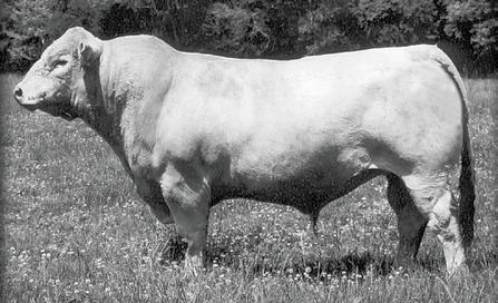 8 15 Rebreeding information will be announced sale day. This is the dam of the Hulett show bull that also sells as 8.