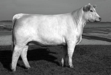 0 Bred 12-4-11 to LT Ledger 0332. An extra stout, broody daughter of the Show Sire of the Year, Fire Water. She will make a great senior yearling show heifer for the upcoming year.