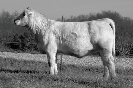 This typically feminine Wyoming Wind daughter is long bodied and sound structured. Consigned by Premier Cattle Service, Jacob Miller EPDs: 7.5-1.5 22 43 5 4.9 16 0.