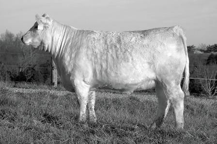 She sells bred to LT Long Distance the $20,000 2/3 interest calving ease sire with a -5.6 birth EPD. Her pedigree goes back to the Impressive Katie, the two-time National Division Champion.