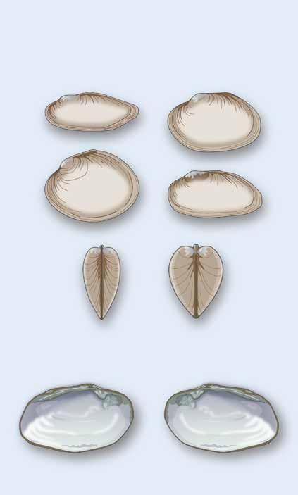 Common Mussel Identification Shell s COMMON SHELL SHAPES In searching for and identifying freshwater mussels, it is helpful to understand some technical words that scientists use for identification